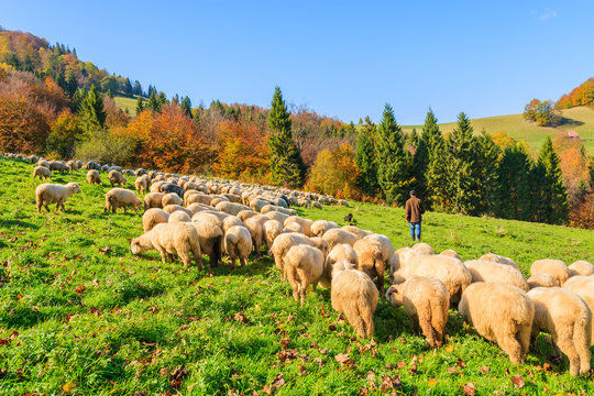 Flock of sheep grazing on green meadow in Pieniny Mountains