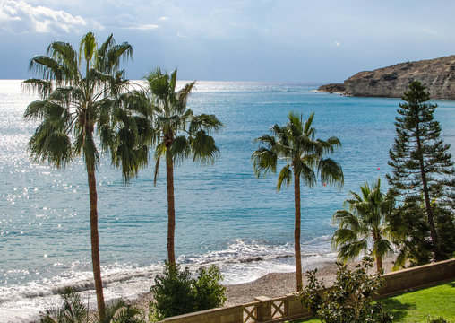 Pissouri bay beach palm