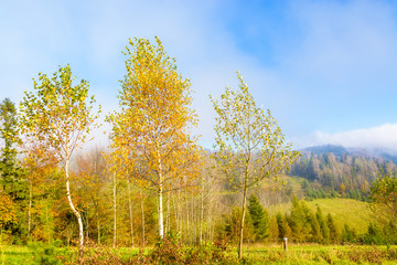 Fototapeta premium Colorful autumn trees on sunny day, Beskid Niski Mountains