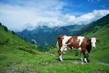 Vache de Montagne