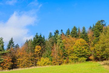 Fototapeta na wymiar Colorful autumn trees on sunny day, Beskid Niski Mountains