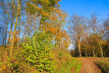 Walking path and colorful trees in autumn, Wysowa Zdroj, Poland