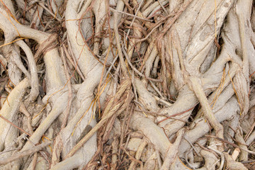 banyan tree roots