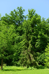Fototapeta premium Beautiful park outdoors