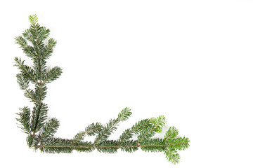 Two branches of fir