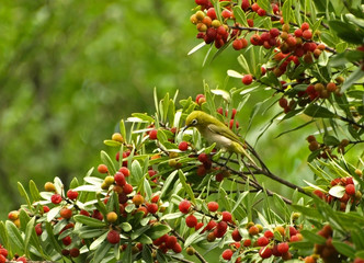 ヤマモモを食べるメジロ