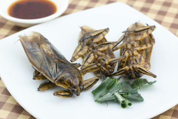 Fried giant water bug on dish