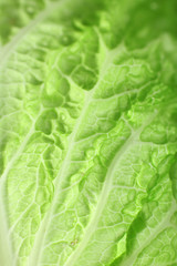 Green cabbage leaf background