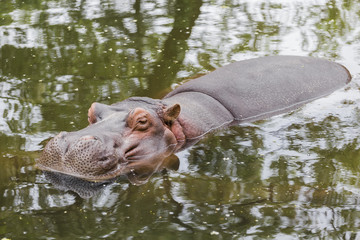 Fototapeta premium Hippopotamus resting