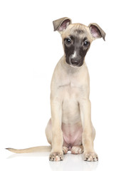 Whippet puppy portrait on white background