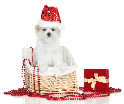 Maltese puppy in Santa red hat
