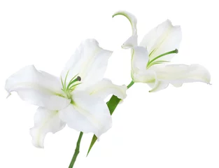 Foto op Plexiglas Waterlelie Beautiful lily isolated on white