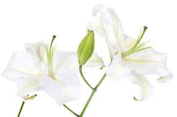 Papier Peint photo Lavable Nénuphars Beautiful lily isolated on white