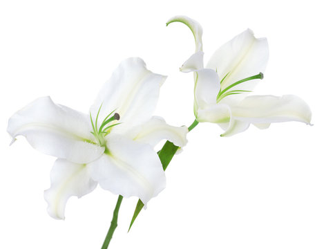 Beautiful Lily Isolated On White