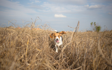 Beagle running happy over the meadow