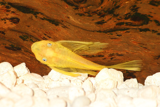 pleco catfish blue eye bushybose Ancistrus dolichopterus