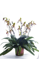 Paphiopedilum orchids flower.