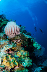 Divers,barrel sponge,mushroom leather sponge in Banda underwater