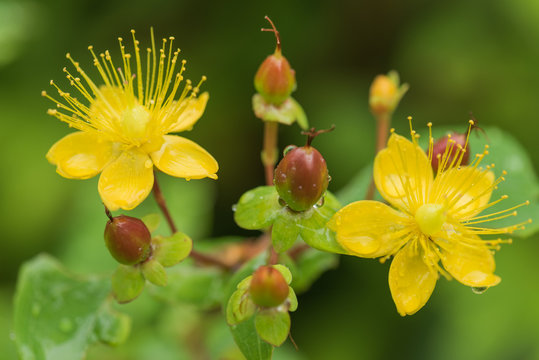 84 Best 弟切草 Images Stock Photos Vectors Adobe Stock