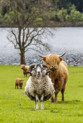 Scottish cattle and sheep - long hair, mighty horn, Scotland