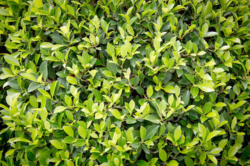 Green leaves wall background