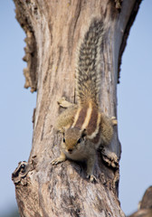 Indian palm squirrel on a dead tree