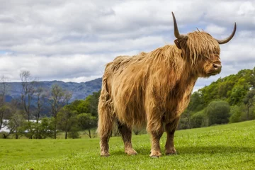 Tuinposter  Scottish cattle - cow with long hair, mighty horns, Scotland  © Zbyszko