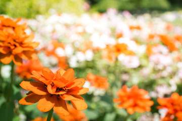 orange daisies flower