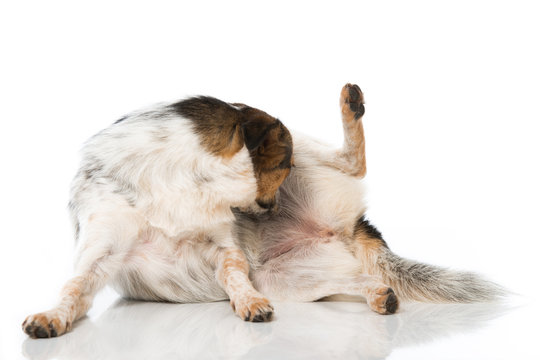 Hund putzt sich