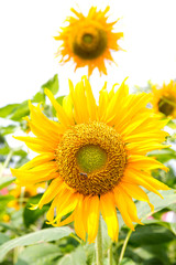 Sunflowers with green leaf