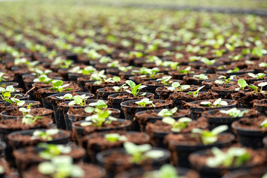 Transplanted seedlings at a nursery