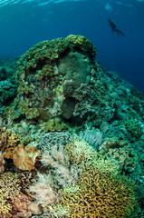 Fototapeta na wymiar Divers, mushroom leather coral in Banda, Indonesia underwater