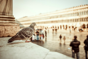Dove sitting on the square