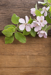 Flowering of apple tree on  wooden background.