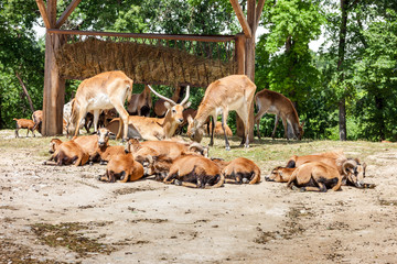 Zoo. herd of antelopes