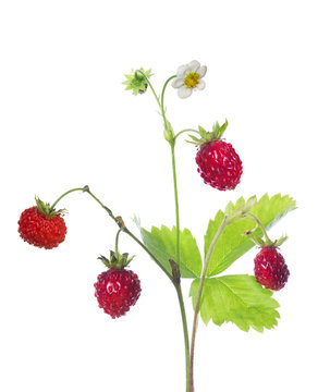 flower on wild strawberry isolated branch