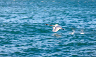Fototapeta na wymiar white swan flying