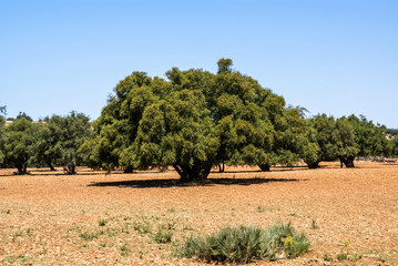 Plantation d'arganiers