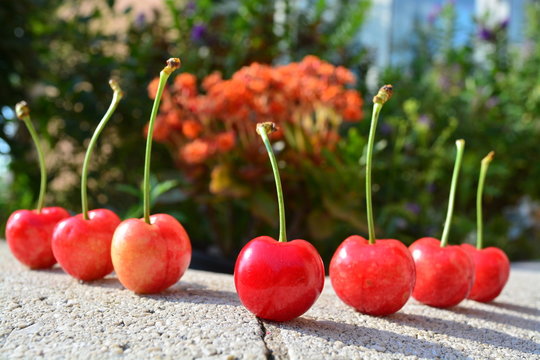 Cherry
