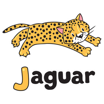 Little cheetah or jaguar for ABC. Alphabet J