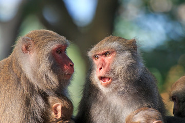 Monkeys in Shoushan, Monkey Mountain in Kaohsiung city, Taiwan