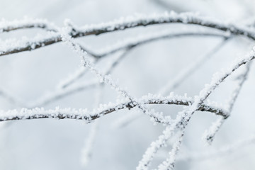 rime covered branches of tree in winter