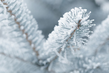 frosty fir twigs in winter covered with rime