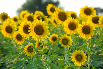 Obraz premium sunflowers