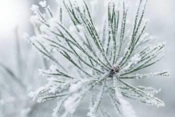 frosty pine twigs in winter covered with rime