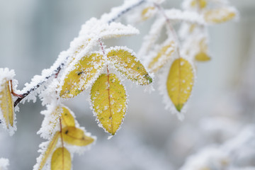 bush yellow leaves covered with rime