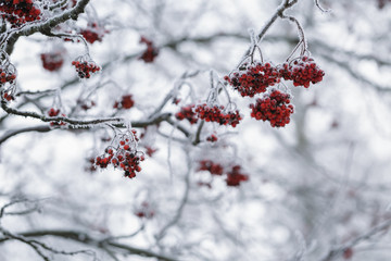 rowanberries covered with hoarfrost in the winter morning