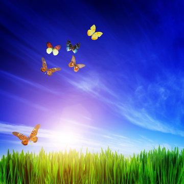 High resolution image of fresh green grass, flying butterflies.
