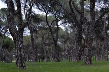 Pines forest.