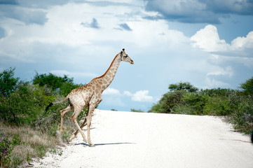 Giraffa, Namibia, Africa © marziafra
